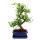 Bonsai - Zanthoxylum piperitum - approx. 8 years - gift set with fertilizer and scissors