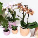 Kolibri Orchids Phalaenopsis rose - Andorre + Pot décoratif Happy Face rose - Taille du pot 9 cm - Hauteur 40 cm