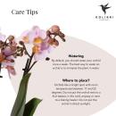 Kolibri Orchids Phalaenopsis rose - Andorre + Pot décoratif Happy Face rose - Taille du pot 9 cm - Hauteur 40 cm