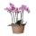 Kolibri Orchids Ensemble complet dorchidées dans un panier en roseau trois orchidées Melody dans un panier en osier avec système darrosage - Diamètre 30 cm
