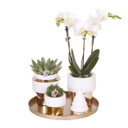 Ensemble complet de plantes Luxury gold  Ensemble de plantes vertes avec orchidée Phalaenopsis blanche et succulentes, y compris des pots décoratifs en céramique dorée