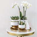 Ensemble complet de plantes Luxury gold  Ensemble de plantes vertes avec orchidée Phalaenopsis blanche et succulentes, y compris des pots décoratifs en céramique dorée