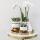 Ensemble complet de plantes Luxury gold  Ensemble de plantes vertes avec orchidée Phalaenopsis blanche et succulentes, y compris des pots décoratifs en céramique dorée