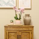 Colibri Orchidées Ensemble de plantes vintage rose Plantes vertes avec orchidée Phalaenopsis rose dans des pots décoratifs vintage roses et plateau en bambou