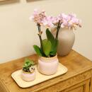 Kolibri Orchideen Pflanzenset Vintage rosa Grünpflanzen mit rosa Phalaenopsis Orchidee in Vintage rosa Ziertöpfen und Bambustablett