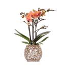 Kolibri Orchids - Orange Phalaenopsis Orchid - Mineral...