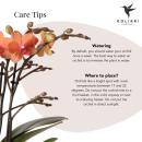 Kolibri Orchids - Orange Phalaenopsis Orchid - Mineral...
