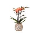 Kolibri Orchids - Orchidée Phalaenopsis Orange - Mineral Bolzano + Pot Safari - Taille du pot 9cm - Plante dintérieur fleurie - fraîche du producteur