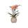 Kolibri Orchids - Orchidée Phalaenopsis Orange - Mineral Bolzano + Pot Safari - Taille du pot 9cm - Plante dintérieur fleurie - fraîche du producteur