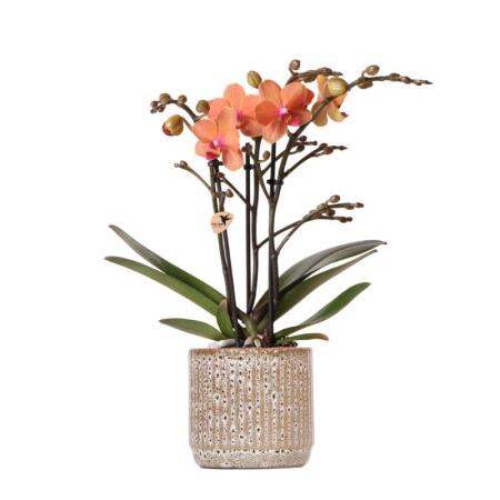 Kolibri Orchids Orange Phalaenopsis Orchidee Mineral Bolzano + Jaguar Topf Topfgröße 9cm blühende Zimmerpflanze frisch vom Züchter