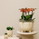 Kolibri Orchids - orange plant set in rubber bowl...