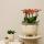 Kolibri Orchids - orange plant set in rubber bowl including water reservoir