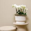 Kolibri Orchids white plant set in white Diabolo bowl including water reservoir