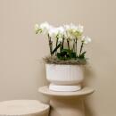 Kolibri Orchids white plant set in white Diabolo bowl including water reservoir