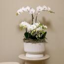 Kolibri Orchids ensemble de plantes blanches dans un bol...