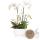 Kolibri Orchids white plant set in white Diabolo bowl including water reservoir