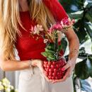 Kolibri Orchids COMBI DEAL of 4 red Phalaenopsis Orchids - Kongo - Pot size 9cm blooming houseplant - fresh from the grower