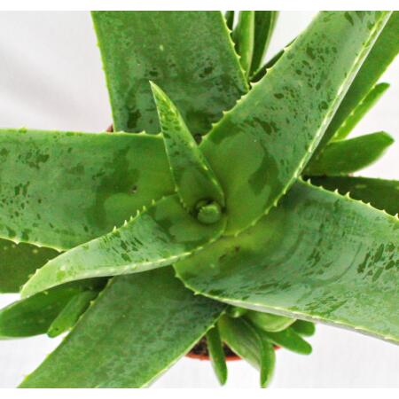 aloe vera quick help spray UnRuffledRx Bird Aloe Spray: Stop Itching & Soothe Feathers