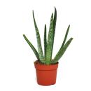 Aloe vera - approx. 2 years old - 10,5cm pot