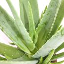 Aloe vera - approx. 2 years old - 10,5cm pot