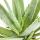 Aloe vera - ca. 2 ans - 10,5cm pot