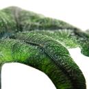 Alocasia tandurusa "Jacklyn" - Tropenwurz - Alokasie - Pfeilblatt - 12cm Topf