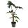Alocasia tandurusa "Jacklyn" - Tropenwurz - Alokasie - Pfeilblatt - 12cm Topf