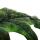 Alocasia tandurusa "Jacklyn" - Tropenwurz - Alokasie - Pfeilblatt - 12cm Topf