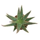 Aloe zebrina Danyz - Aloès à bord...