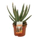 Aloe zebrina Danyz - Aloe mit orange-roten Rändern - 10,5cmTopf - sukkulente Zimmerpflanze