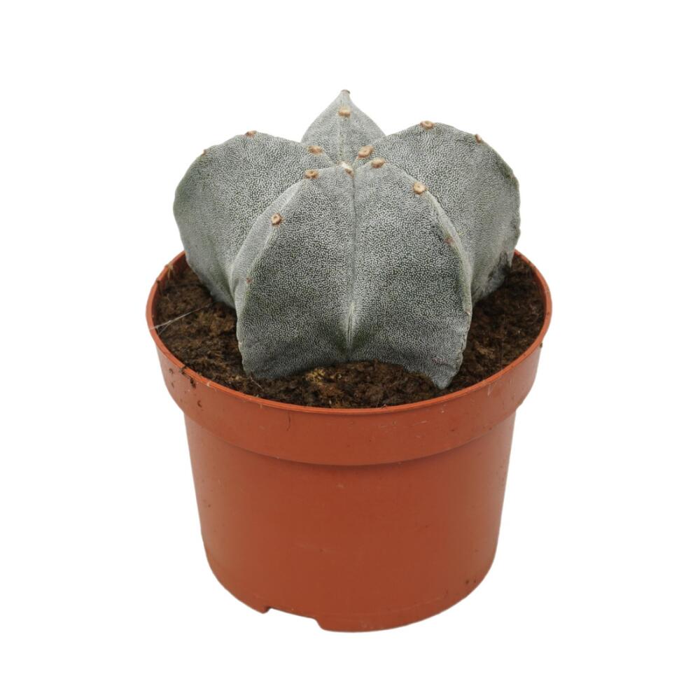 Astrophytum myriostigma - Bischofsmtze - 12cm Topf - Kaktus - Zimmer