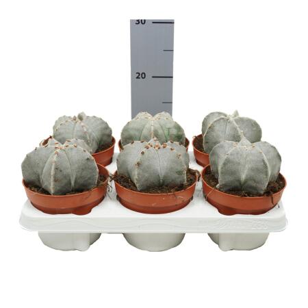 Astrophytum myriostigma - Bischofsmtze - 12cm Topf - Kaktus - Zimmer