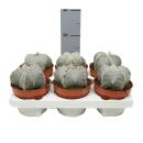 Astrophytum myriostigma - Bischofsmütze - 12cm Topf...