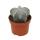 Astrophytum myriostigma - Bischofsmütze - 12cm Topf - Kaktus - Zimmerpflanze
