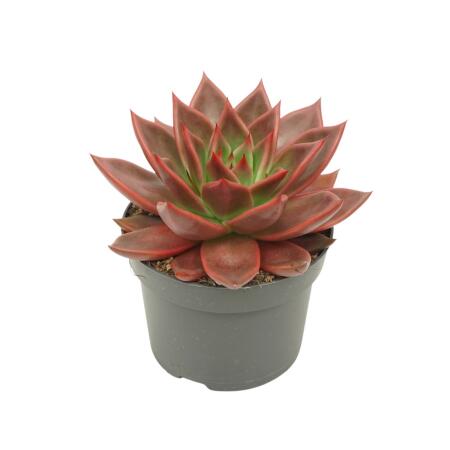 Echeveria agavoides "Antaris" - Succulente facile dentretien - pot 12cm