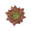 Echeveria agavoides "Antaris" - Succulente...