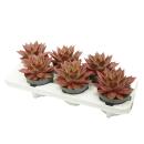 Echeveria agavoides "Antaris" - Succulente facile dentretien - pot 12cm