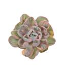Buntes Rosetten-Dickblatt - Echeveria...