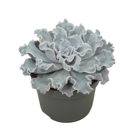 Gekräuseltes Rosetten-Dickblatt - Echeveria "Crispy Beauty" - pflegeleichte Sukkulente - 12cm Topf
