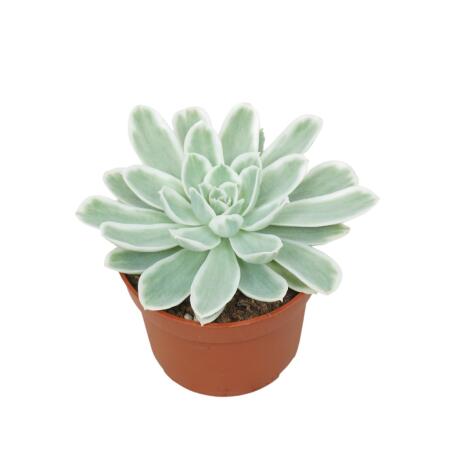 Echeveria "Lemon Lime" - rareté - Succulente facile dentretien - pot 10,5cm