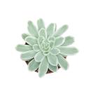 Echeveria "Lemon Lime" - rareté -...