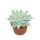 Echeveria "Lemon Lime" - rareté - Succulente facile dentretien - pot 10,5cm