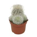 Alter-Mann-Kaktus - Neoporteria nidus senilis -...