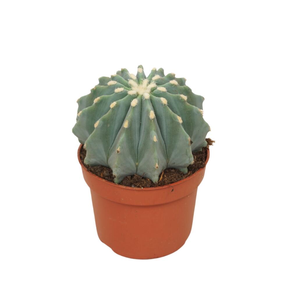 Stachellose Teufelszunge - Ferocactus glaucescens inermis - Pflegelei