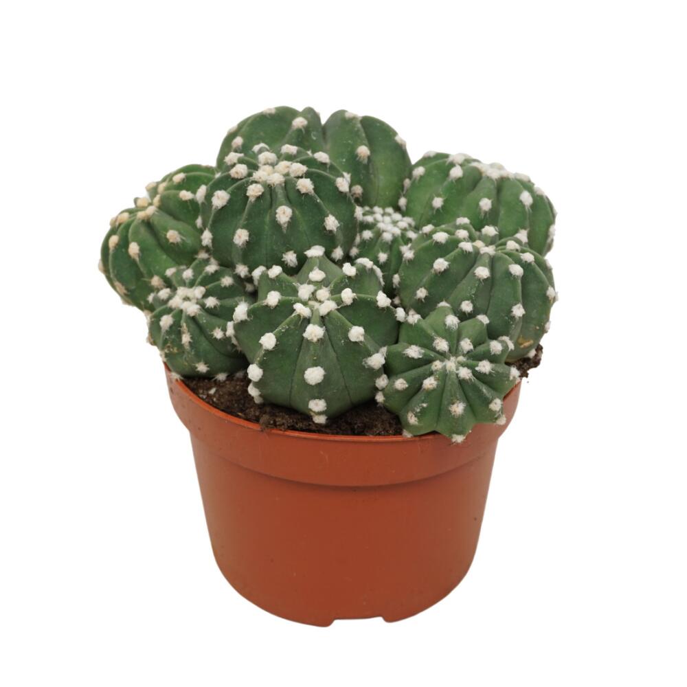 monstera bedeutung Tipps zur Pflege deiner Pflanze : Monstera deliciosa  PflanzenFuerAlle