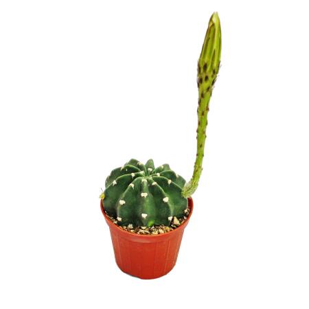 Bauernkaktus - Echinopsis multiplex - Pflegeleichter Kaktus mit tolle