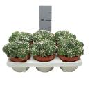 Cactus paysan - Echinopsis multiplex - Cactus dentretien...