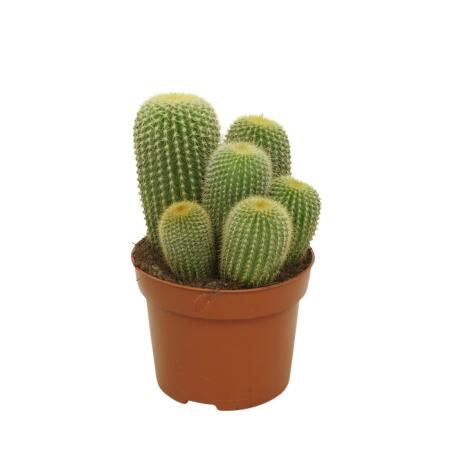 Golden Barrel - Notocactus leninghausii - Parodia - easy care cactus - 12cm pot