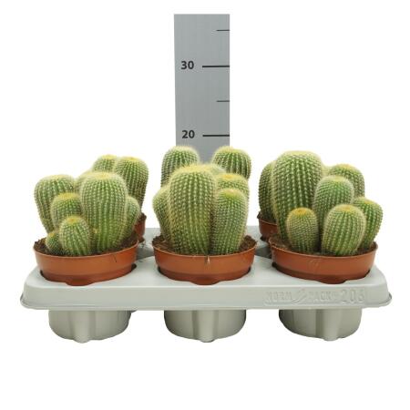 Goldenes Fass - Notocactus leninghausii - Parodia - pflegeleichter Ka