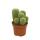 Golden Barrel - Notocactus leninghausii - Parodia - easy care cactus - 12cm pot